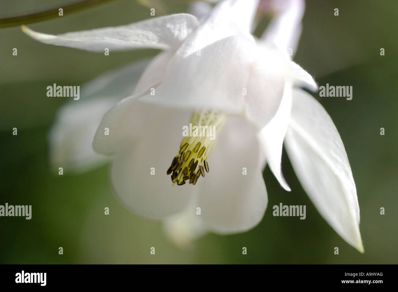 Aquilegia bianco ( Aquilegia vulgaris), bloom Foto Stock