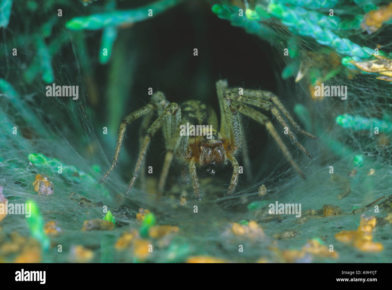 Imbuto-web spider, imbuto-web spider nel suo nido Foto Stock