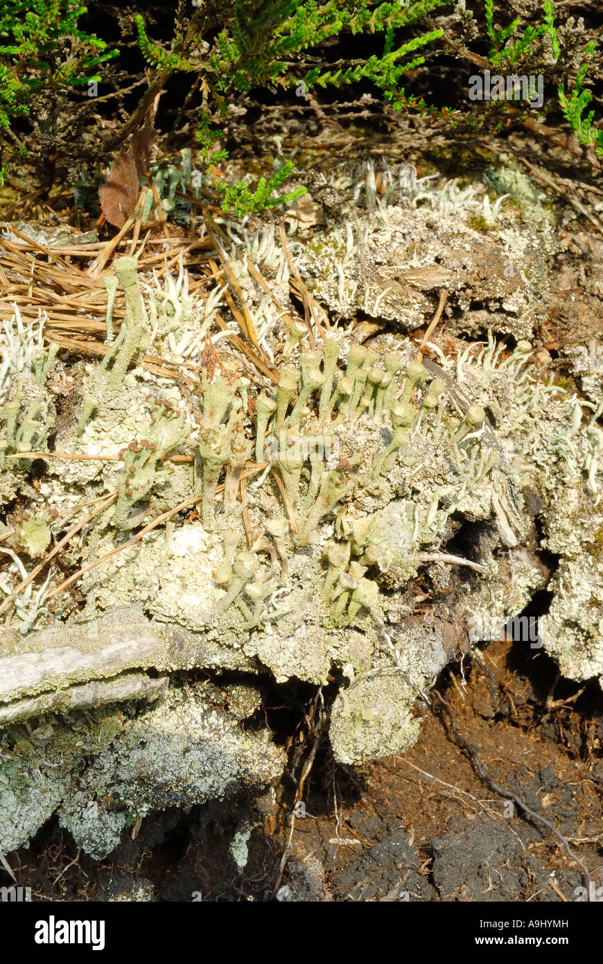 Associazione di Cladonia fimbiata e Thamnolia vermicularis specie di licheni crescono su abandomed torba rivendicazione di data mining Foto Stock