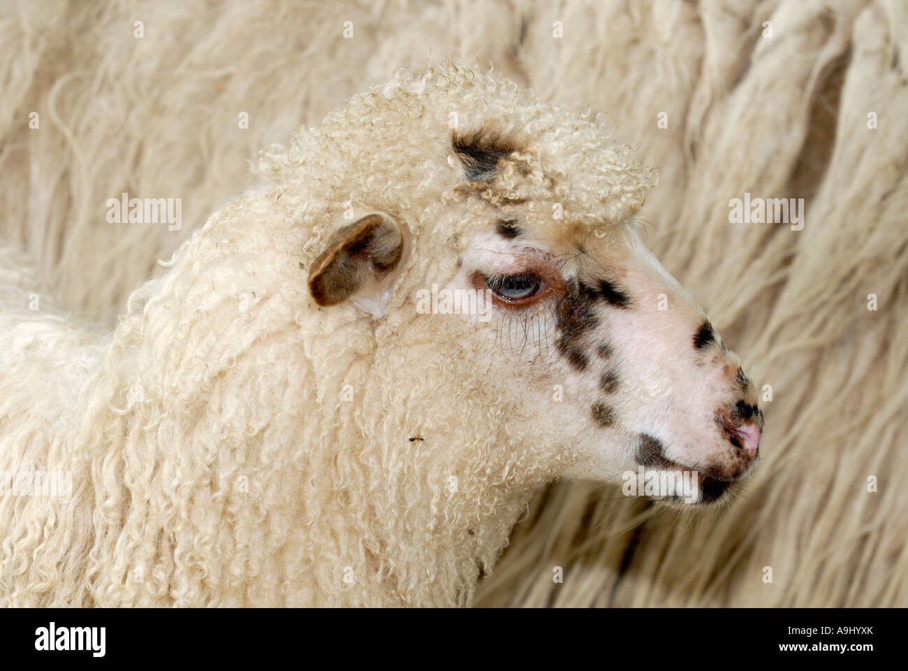 Ritratto di wallachian pecore (altamente minacciate specie ovini) Foto Stock