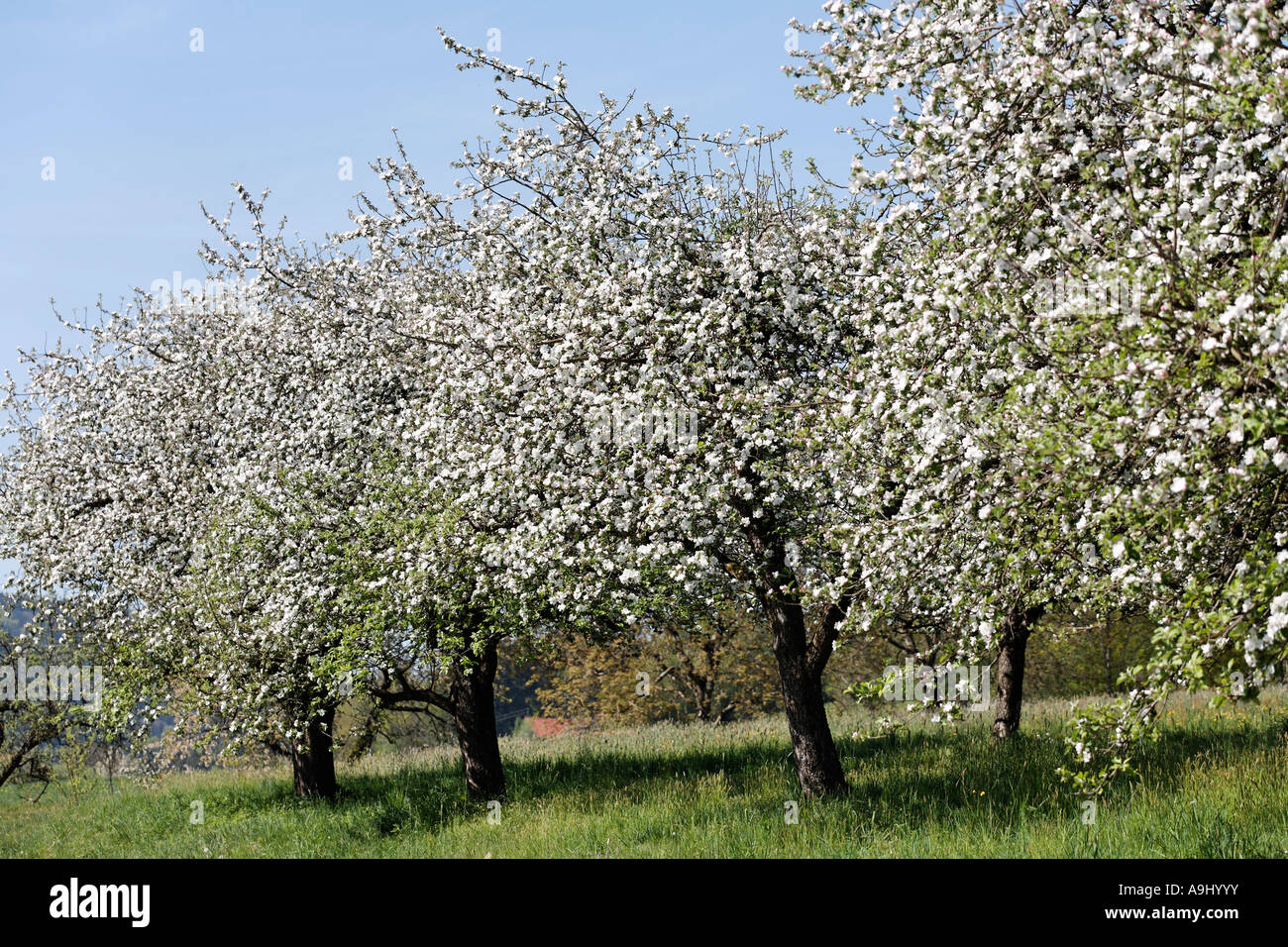 I meli in fiore, Lalling, Bassa Baviera, Germania Foto Stock