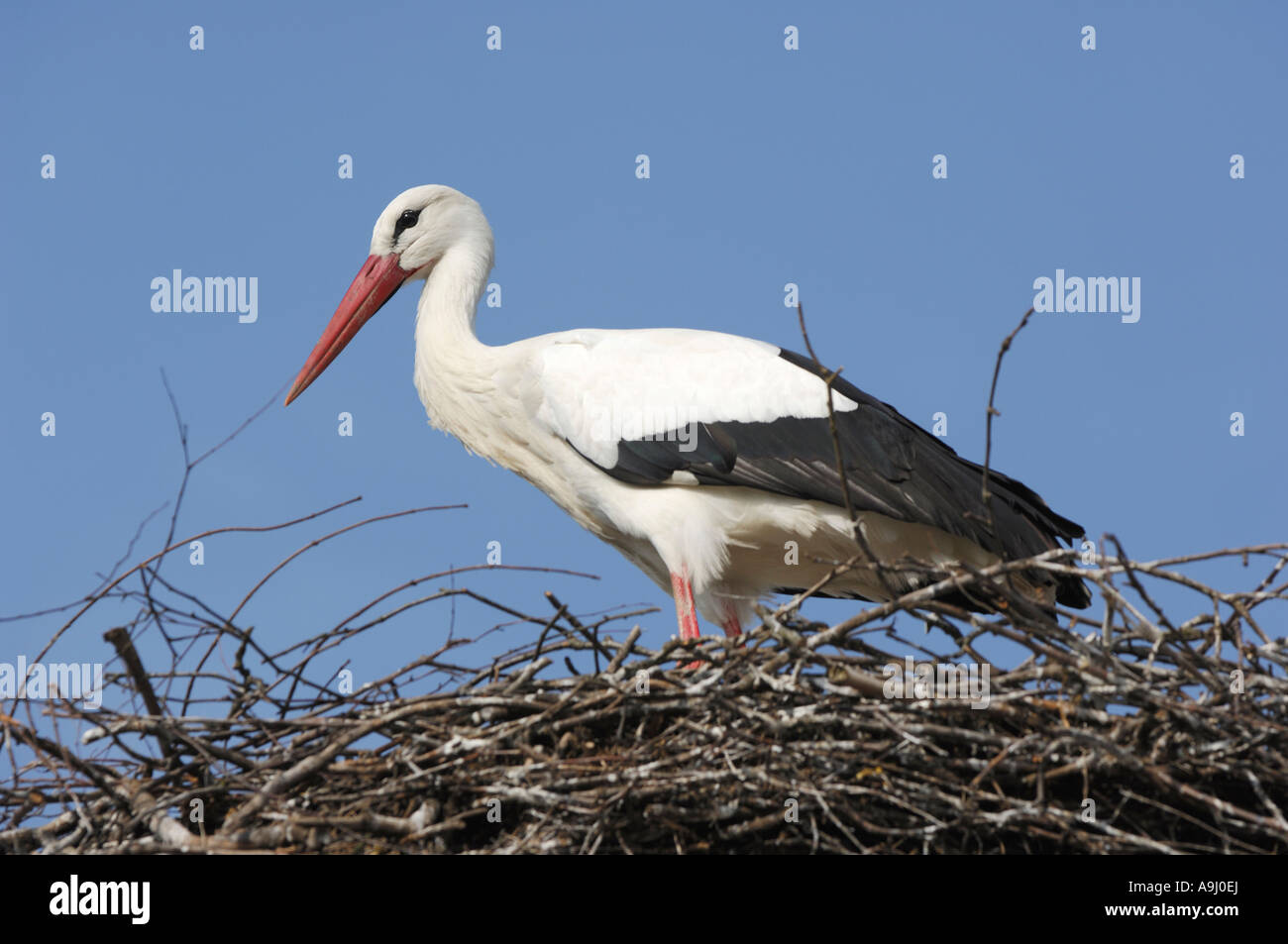 Cicogna bianca (Ciconia ciconia) presso il suo nido Foto Stock