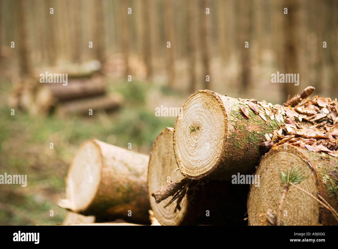 Alberi abbattuti nella piccola foresta Baviera Germania Foto Stock