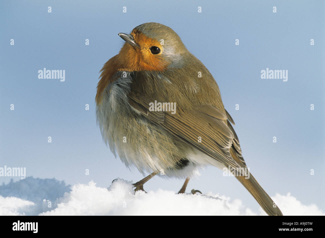 Ritratto di comunità Robin (Erithacus rubecula) close-up nella neve Foto Stock