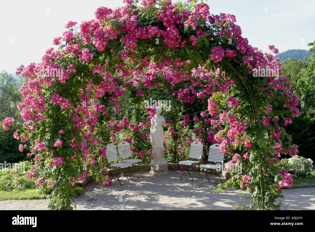 Rosa (Rosa spec.), versione di prova di Rose Garden Beutig, i gomiti di rose, Germania, Baden-Baden Foto Stock