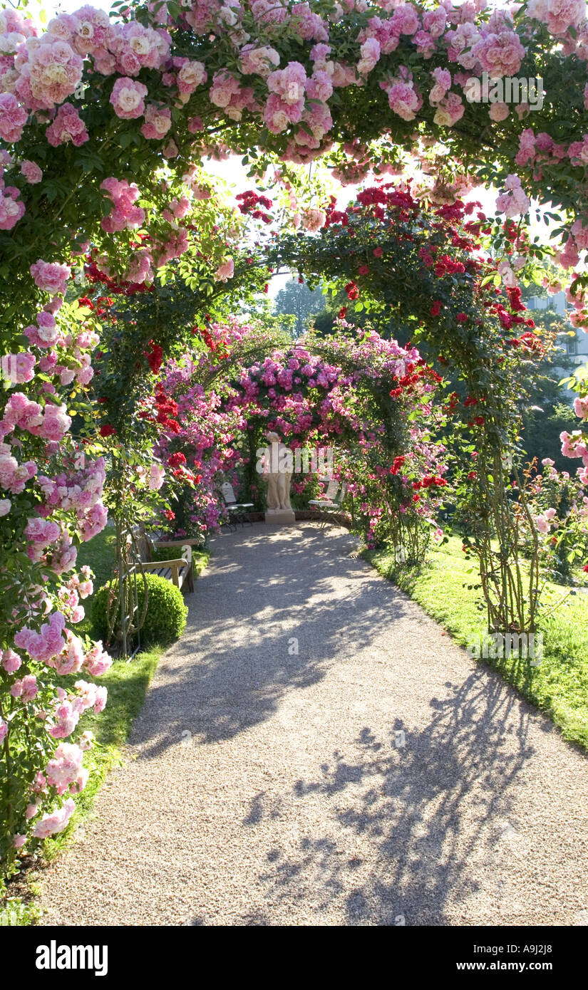 Rosa (Rosa spec.), versione di prova di Rose Garden Beutig, i gomiti di rose, Germania, Baden-Baden Foto Stock