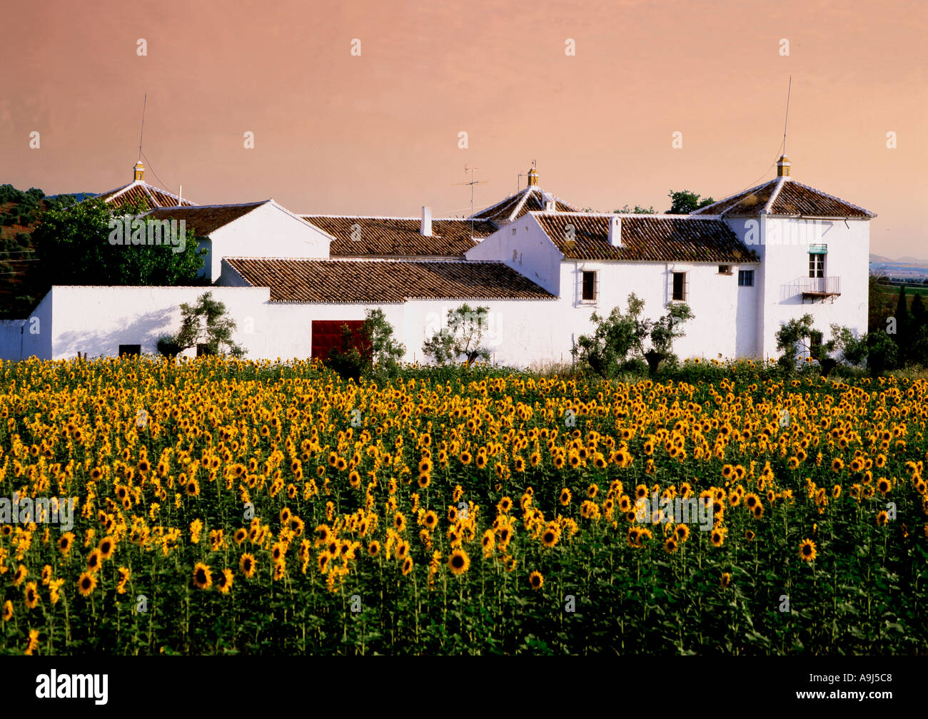 Spagna Andalusia Finca girasoli Foto Stock