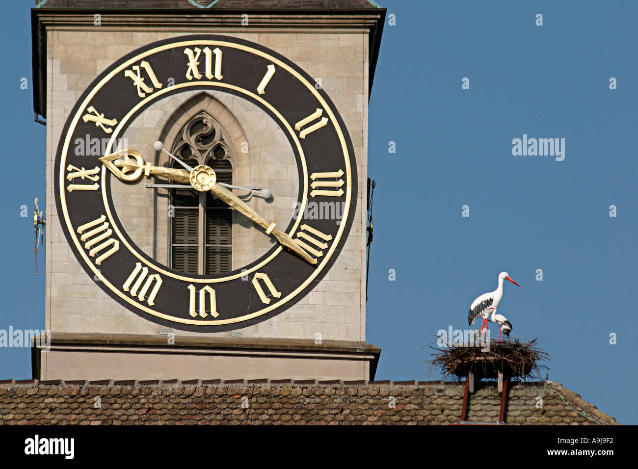 La Svizzera Zurigo St Peter clock tower nido di cicogna Foto Stock