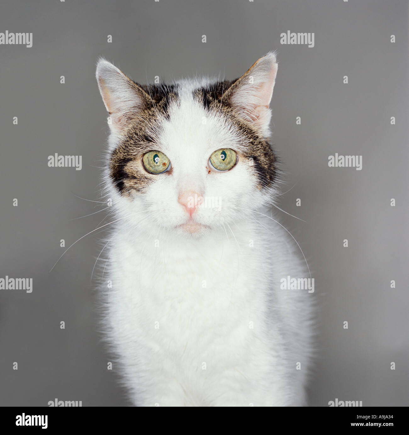 White cat close up Foto Stock