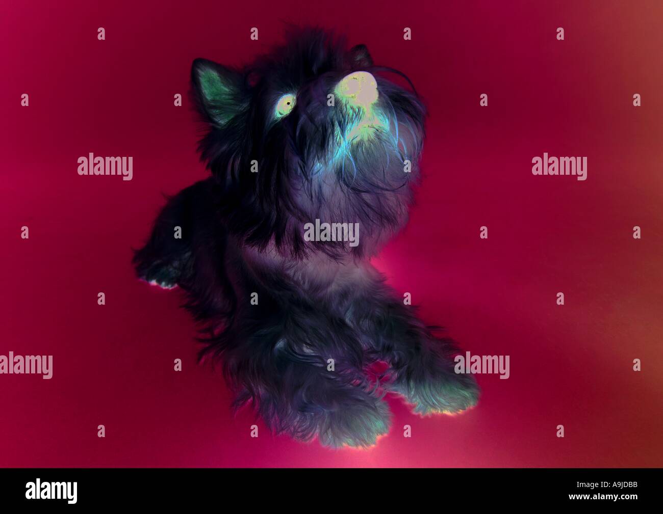Gatti cani Foto Stock