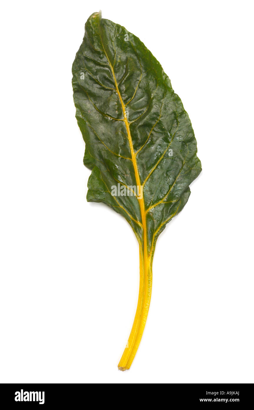 Giallo Bietole Leaf Foto Stock