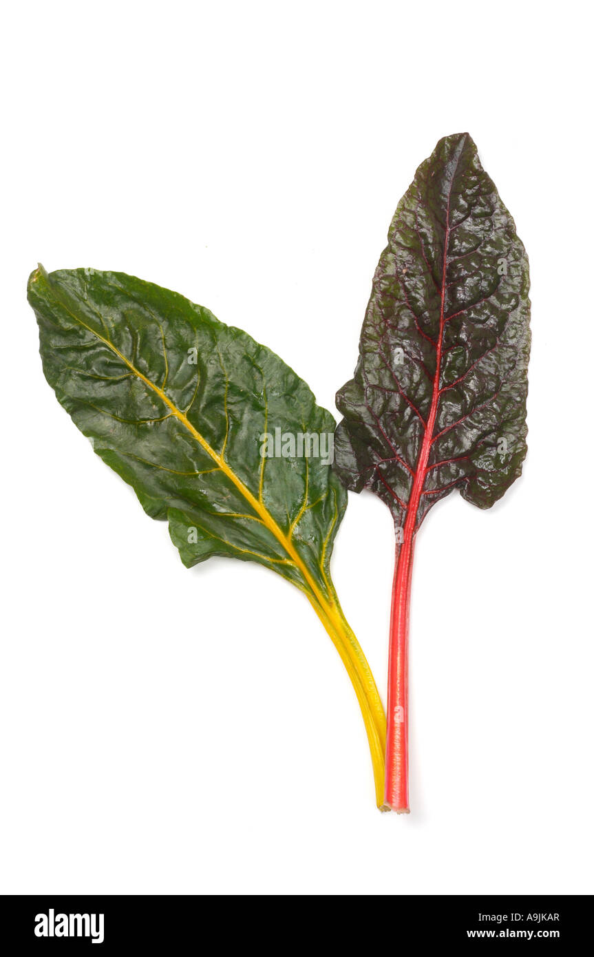 Rosso e Giallo svizzero di foglie di bietole Foto Stock