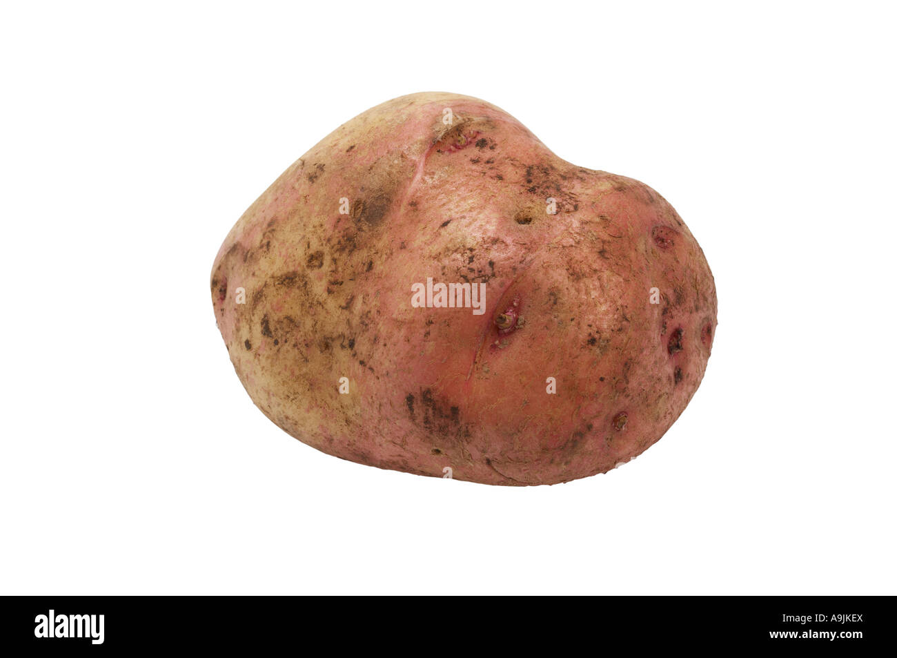 King Edward Potato Foto Stock