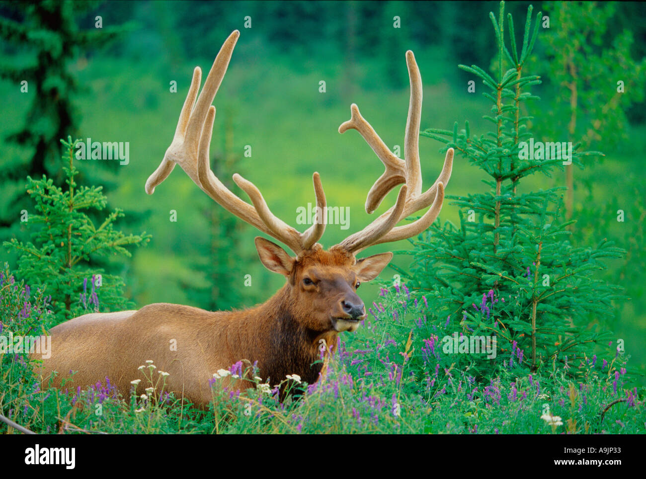 Bull elk appoggiata in prato alpino in estate Foto Stock