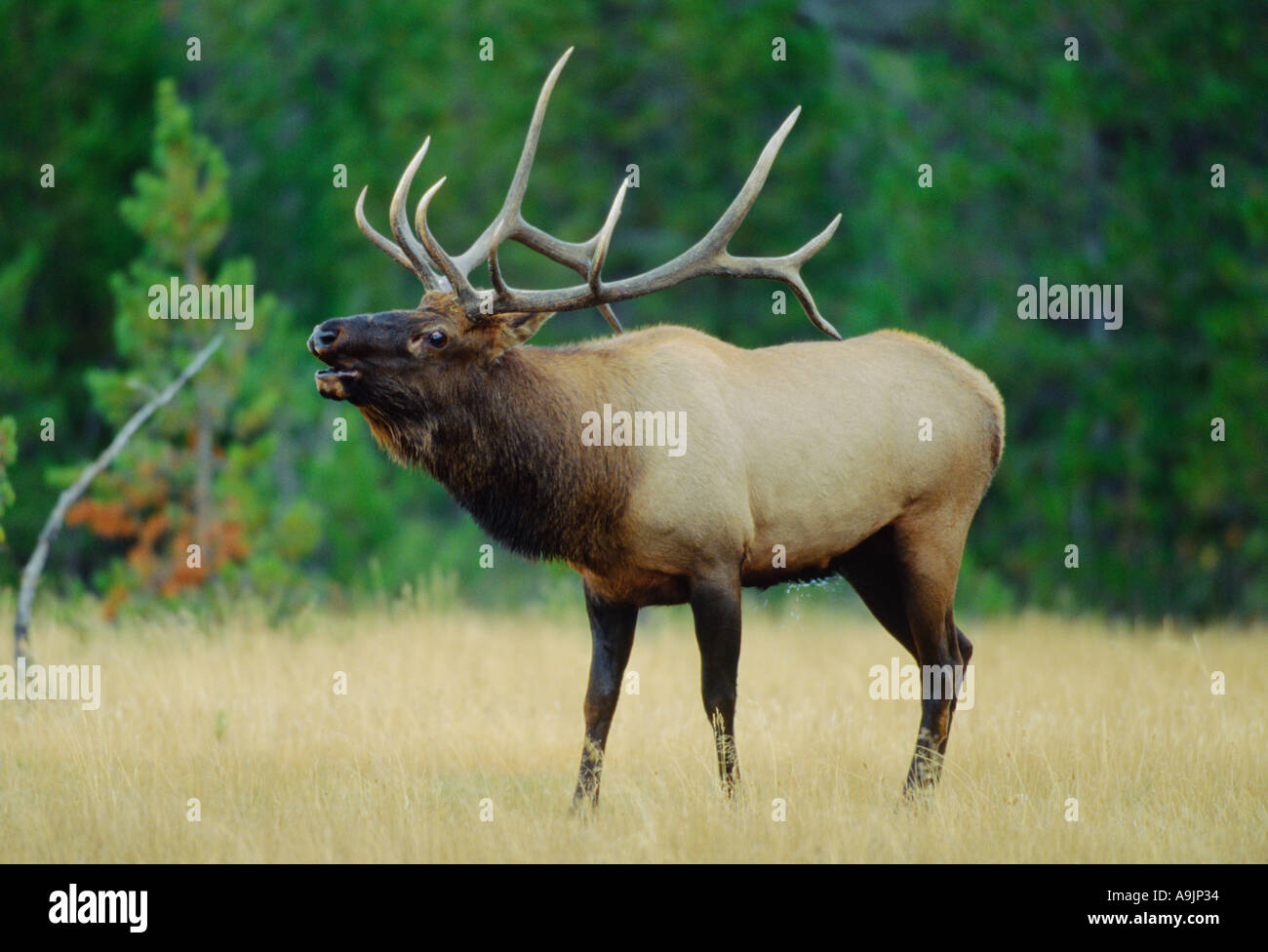 Bull elk in prato muggito durante la caduta stagione solchi Foto Stock