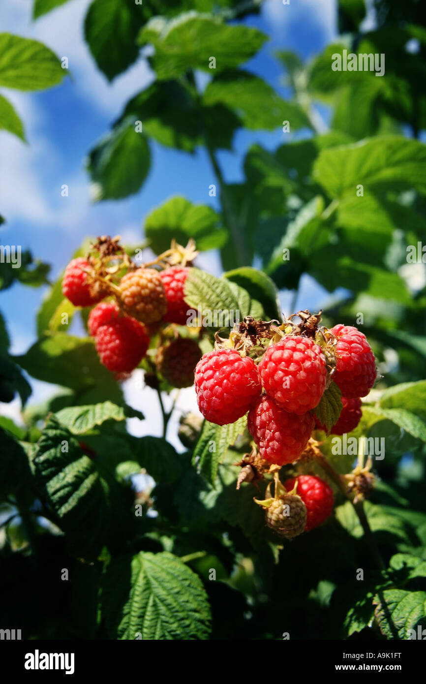 Lamponi maturi Foto Stock