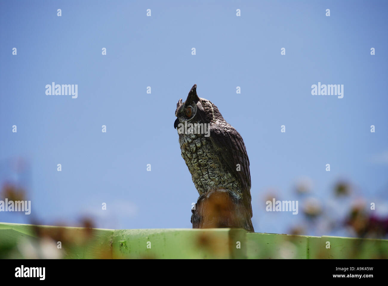 'Plastici 'grande gufo cornuto" "bird scarer', California' Foto Stock