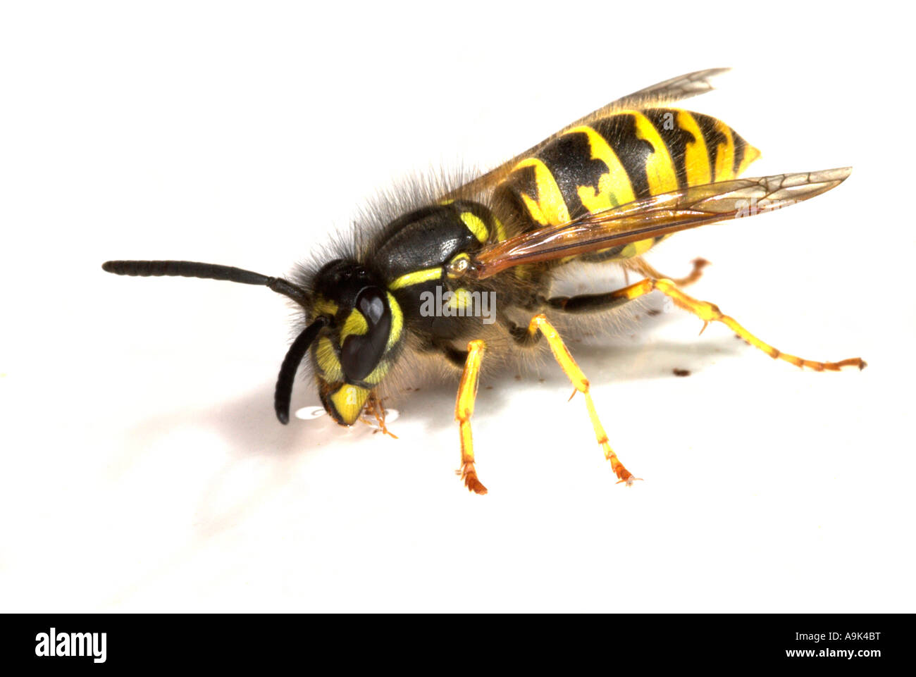 Wasp su sfondo bianco Foto Stock