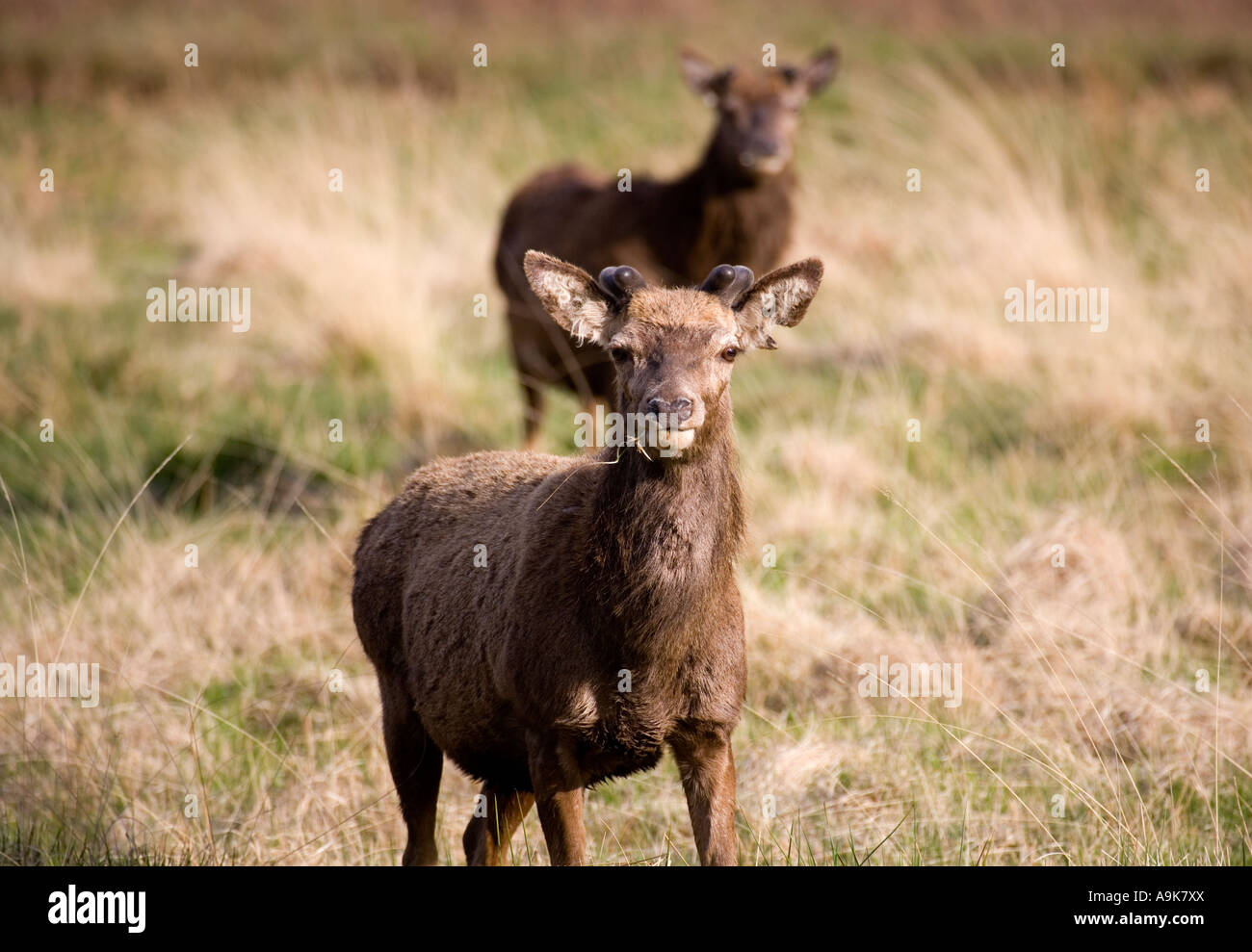Red Deer Cervus elaphus Foto Stock