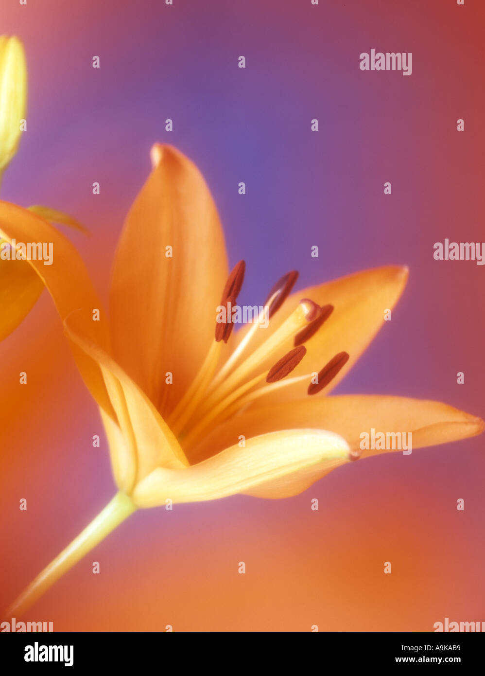 Orange fiore di giglio Lilium Brunello selettivamente focalizzata attraverso petali e dolcemente diffusa contro uno sfondo blu Foto Stock