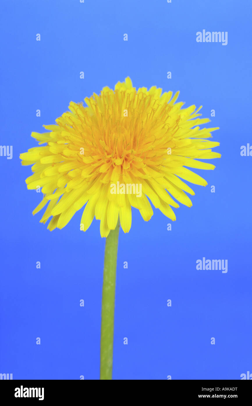 Comune di tarassaco (Taraxacum officinale), Blossom Foto Stock