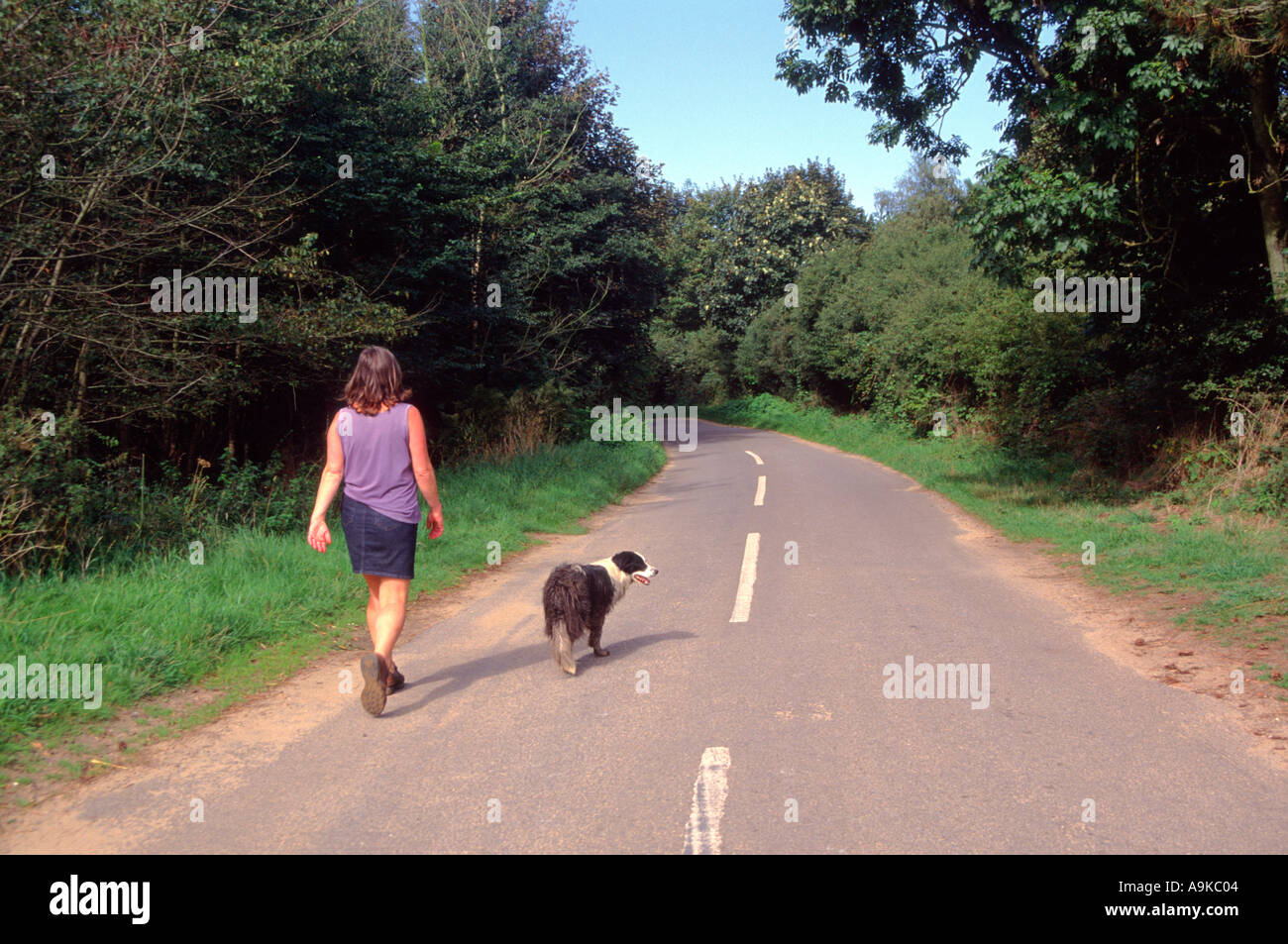 Donna e collie cane a camminare in estate verso il basso di un paese di lingua inglese lane Suffolk in Inghilterra Foto Stock