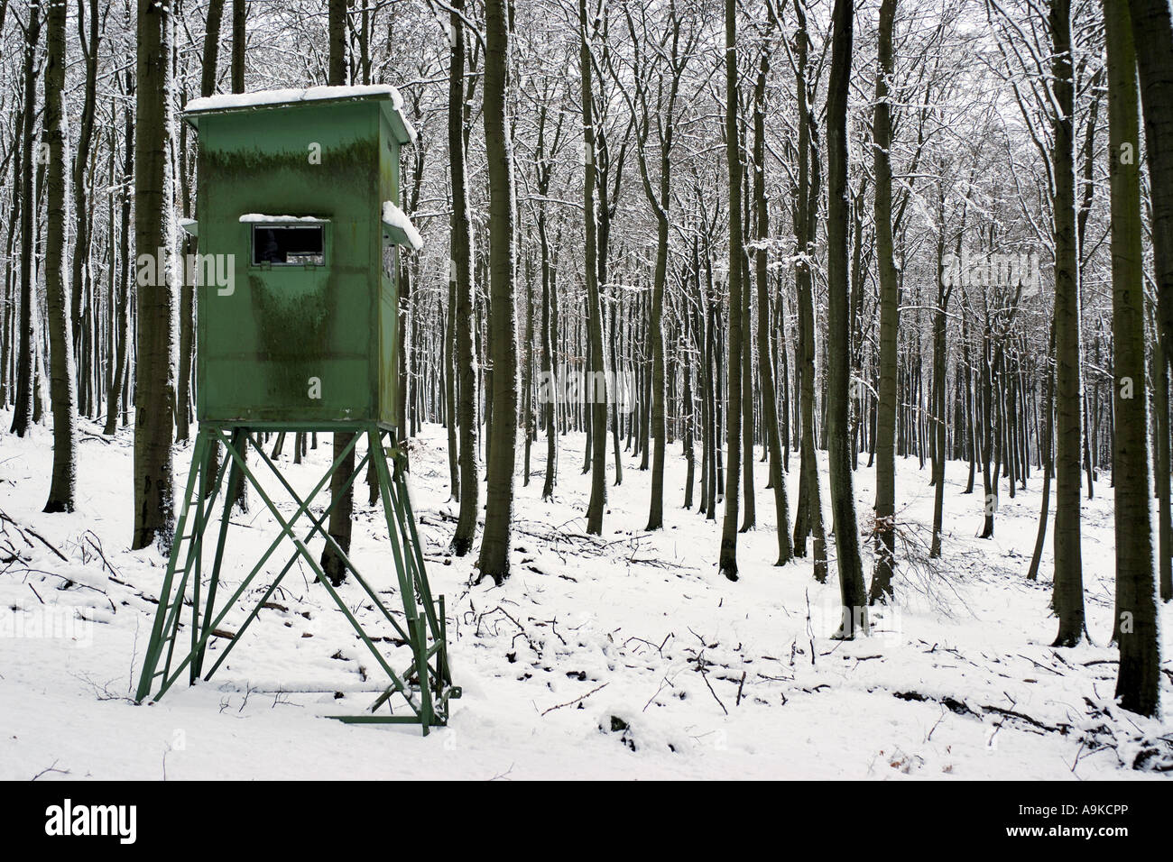 Nascondi sollevata in coperta di neve del bosco di faggio, in Germania, in Renania settentrionale-Vestfalia, Sauerland Foto Stock