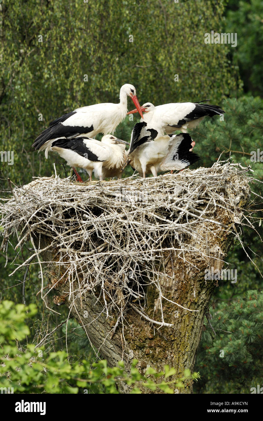 Cicogna bianca (Ciconia ciconia), un uccello con i giovani sul suo nido Foto Stock
