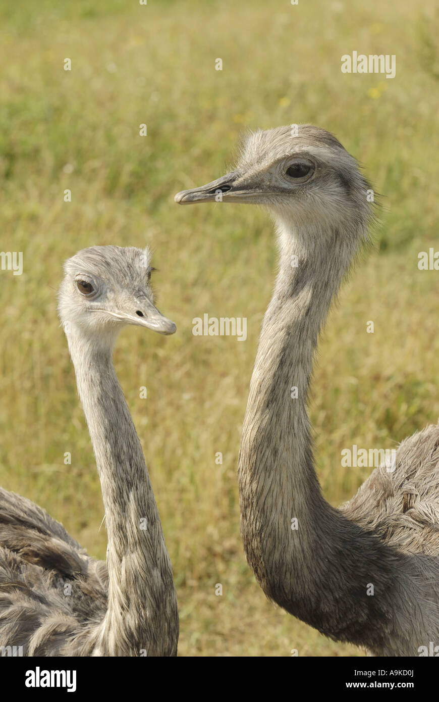 Maggiore rhea (Rhea americana), di due uccelli faccia da affrontare Foto Stock