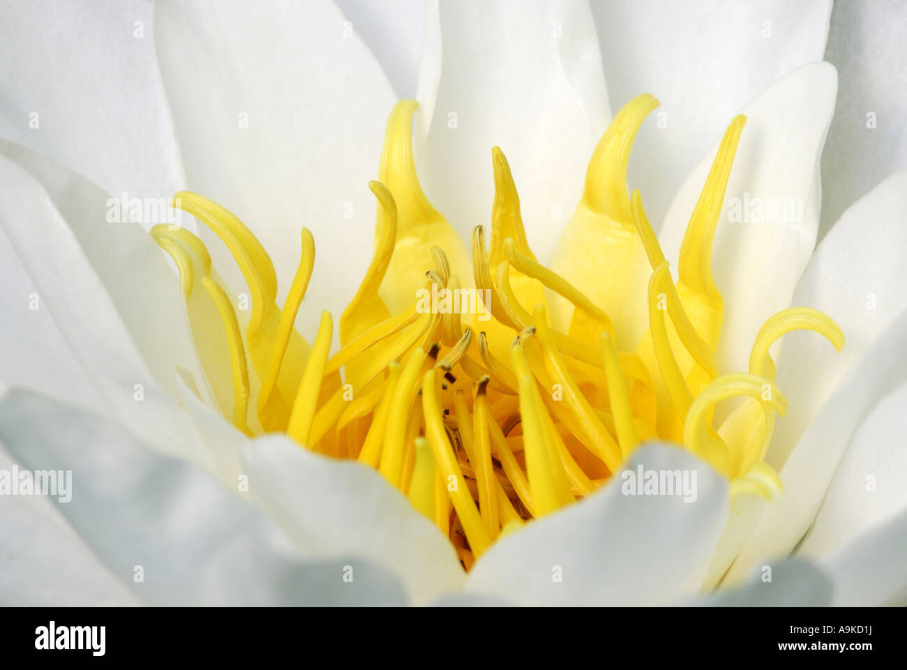 Ninfea bianca, white pond lily (Nymphaea alba), fiore close up Foto Stock