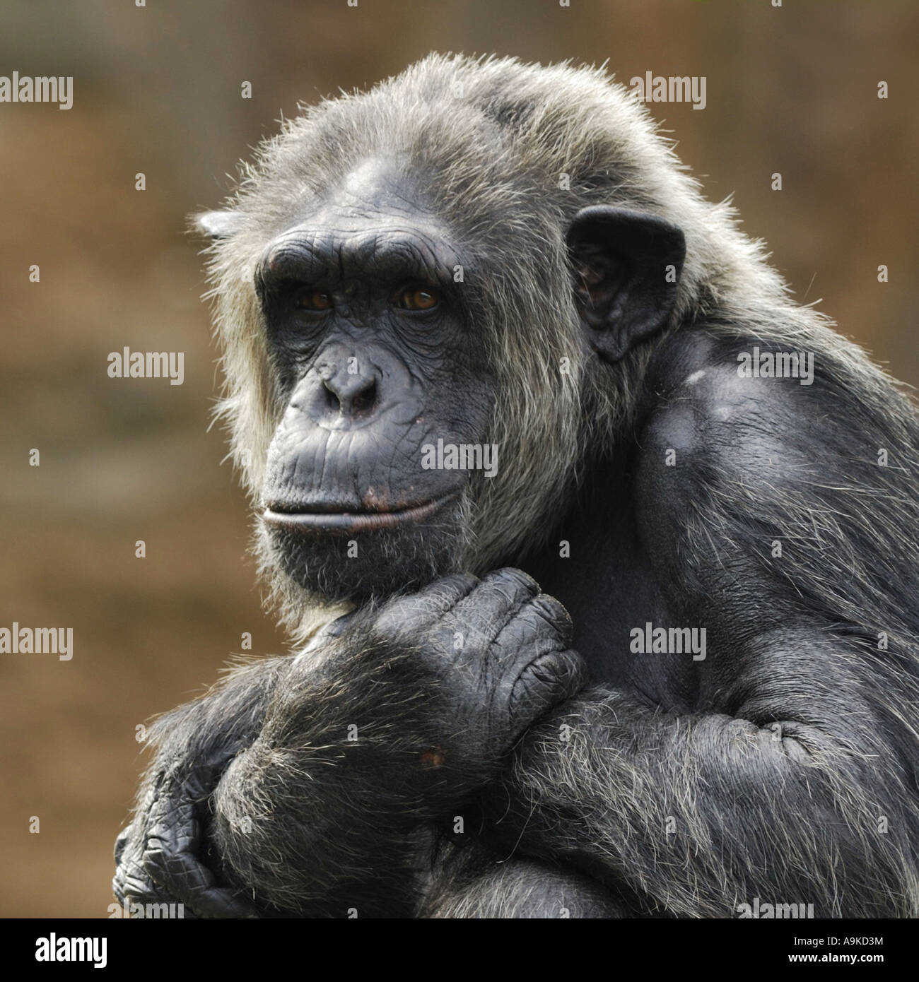 Scimpanzé comune (Pan troglodytes), maschio Ritratto di seduta Foto Stock