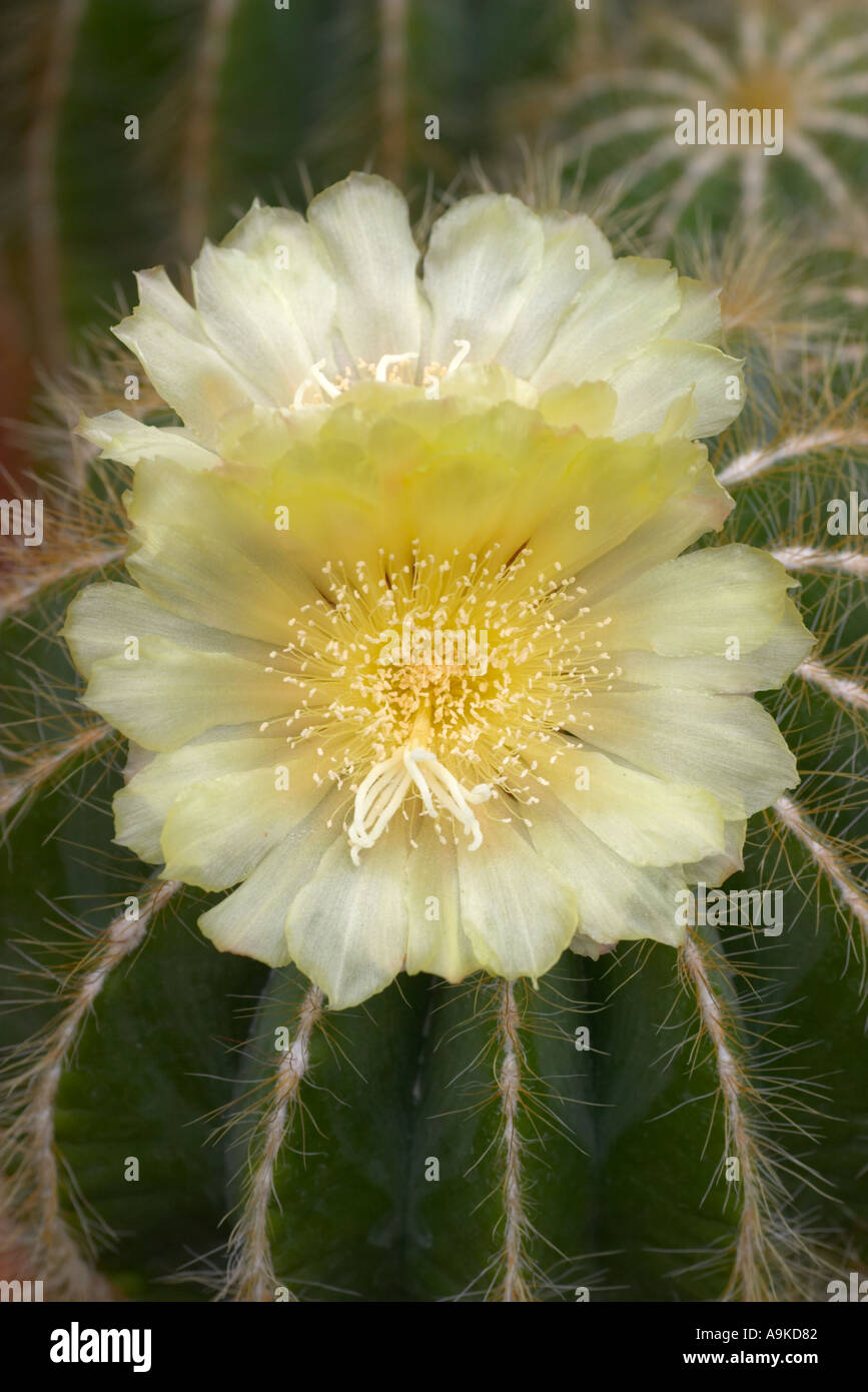 Notocactus magnifico Foto Stock