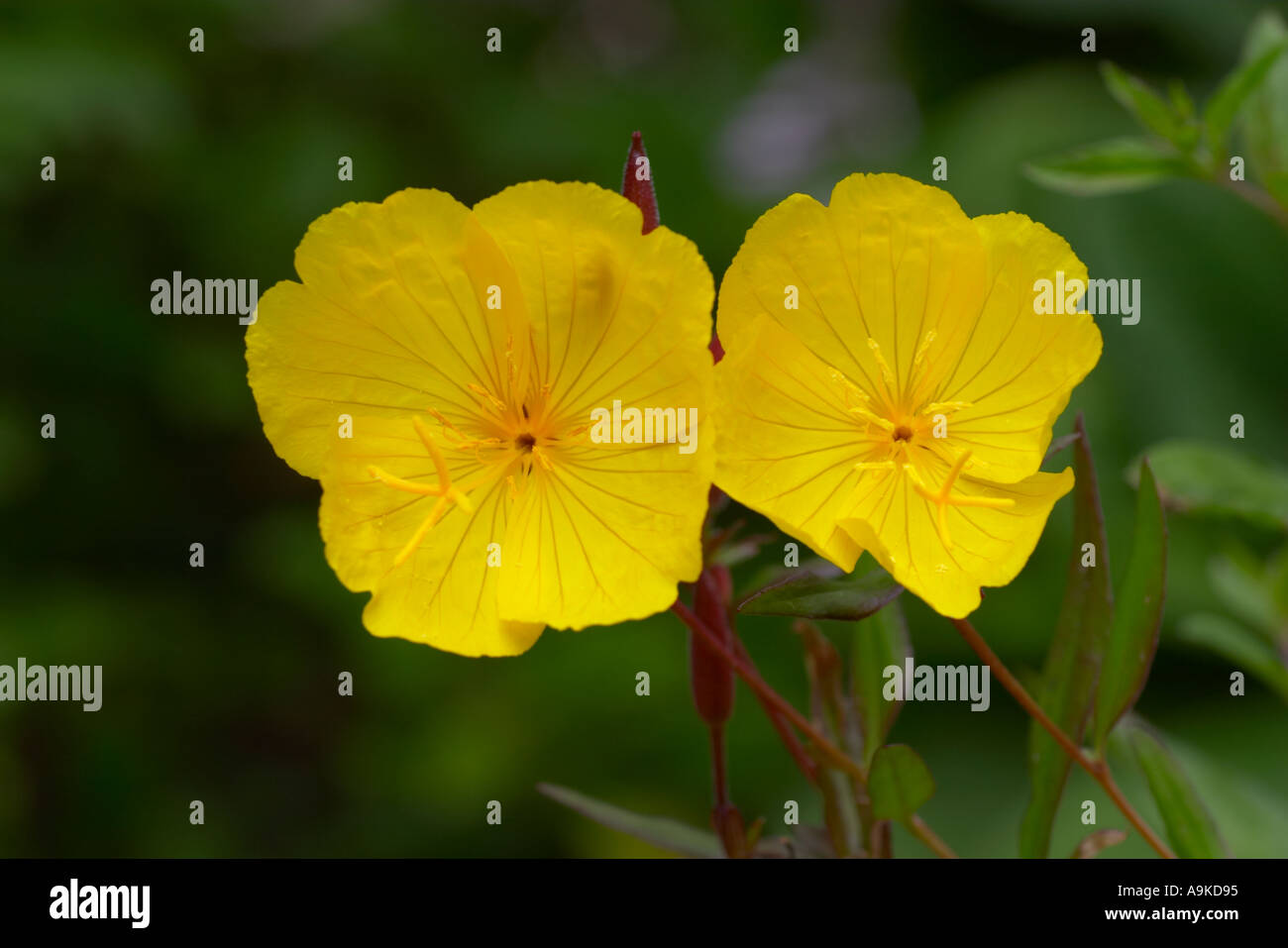 Oenothera fruticosa ssp Glauca Sonnenwende Foto Stock