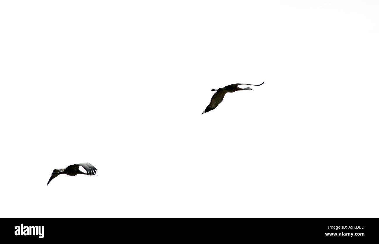 Sandhill gru in volo panoramico in Saskatchewan in Canada Foto Stock