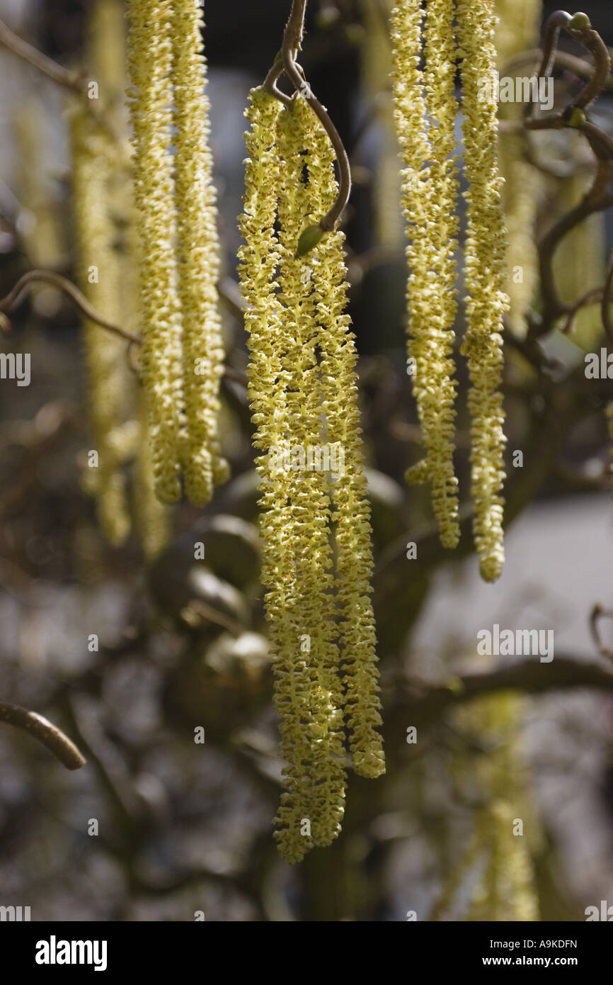 Comune di nocciolo (Corylus avellana), maschio amenti, GERMANIA Baden-Wuerttemberg Foto Stock