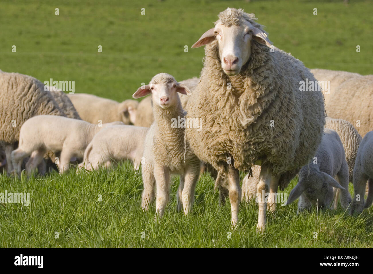 Gli animali domestici delle specie ovina (Ovis ammon f. aries), agnello con sua madre nella parte anteriore della mandria, GERMANIA Baden-Wuerttemberg Foto Stock