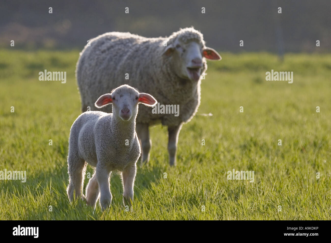 Gli animali domestici delle specie ovina (Ovis ammon f. aries), agnello con sua madre, GERMANIA Baden-Wuerttemberg Foto Stock