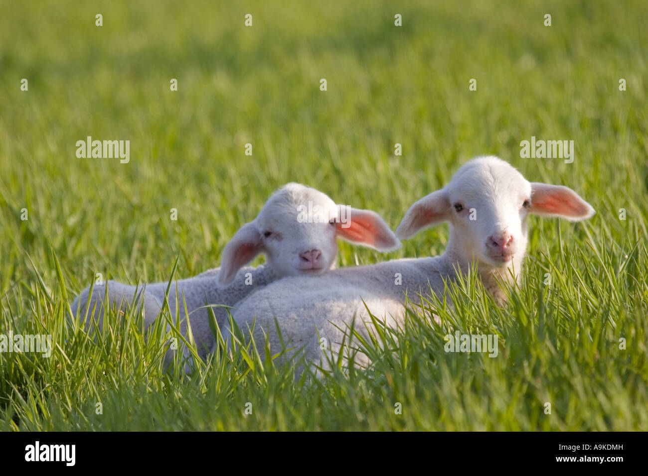 Gli animali domestici delle specie ovina (Ovis ammon f. aries), due agnelli sdraiati su un prato, GERMANIA Baden-Wuerttemberg Foto Stock