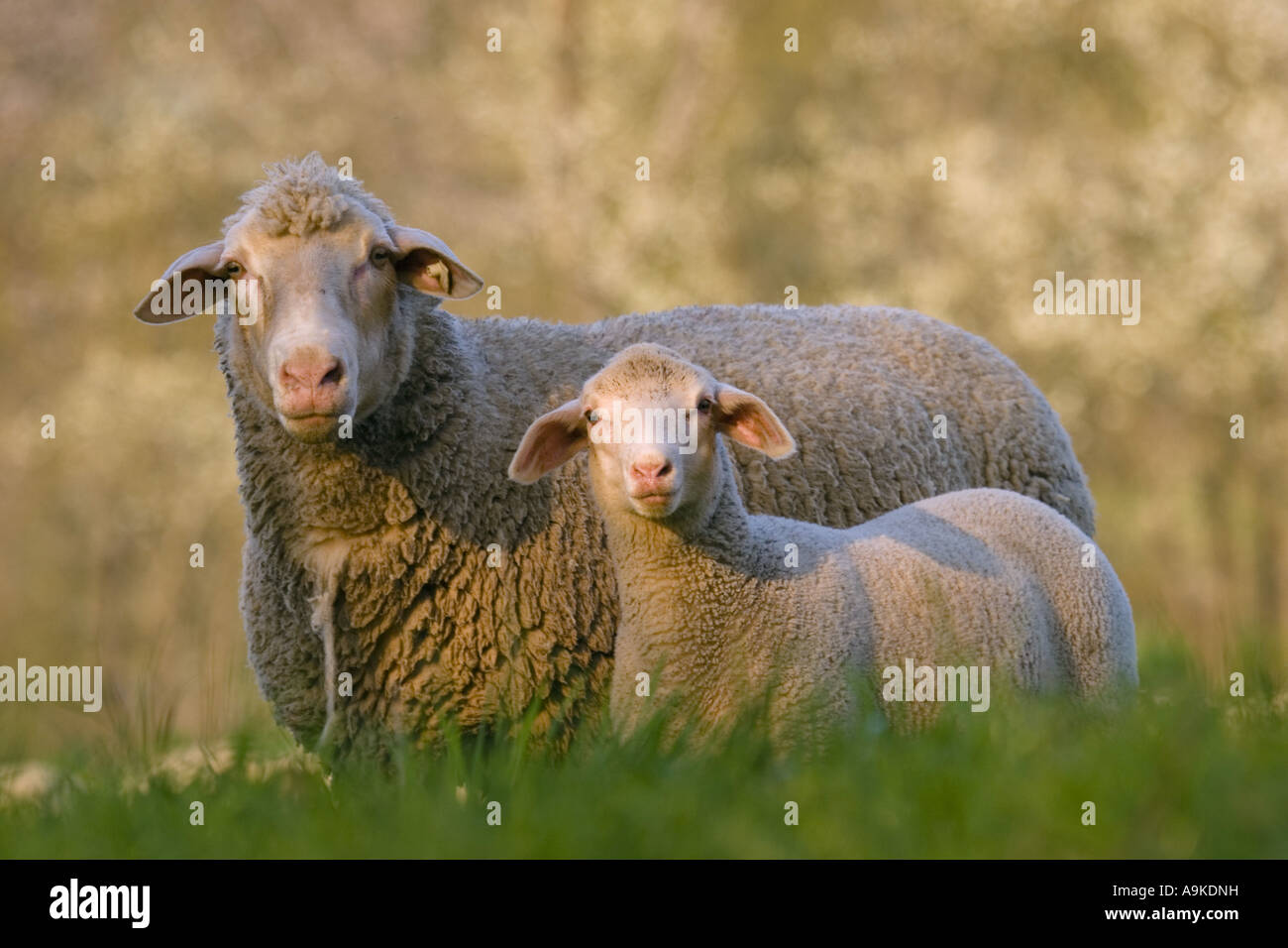 Gli animali domestici delle specie ovina (Ovis ammon f. aries), madre e di agnello giacente in prato, GERMANIA Baden-Wuerttemberg, Breitenstein, Eberbach offrono Foto Stock