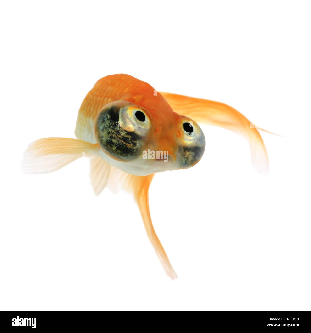 Goldfish, carpa comune, occhio celeste goldfish, celesti, Chotegan (Carassius auratus) Foto Stock