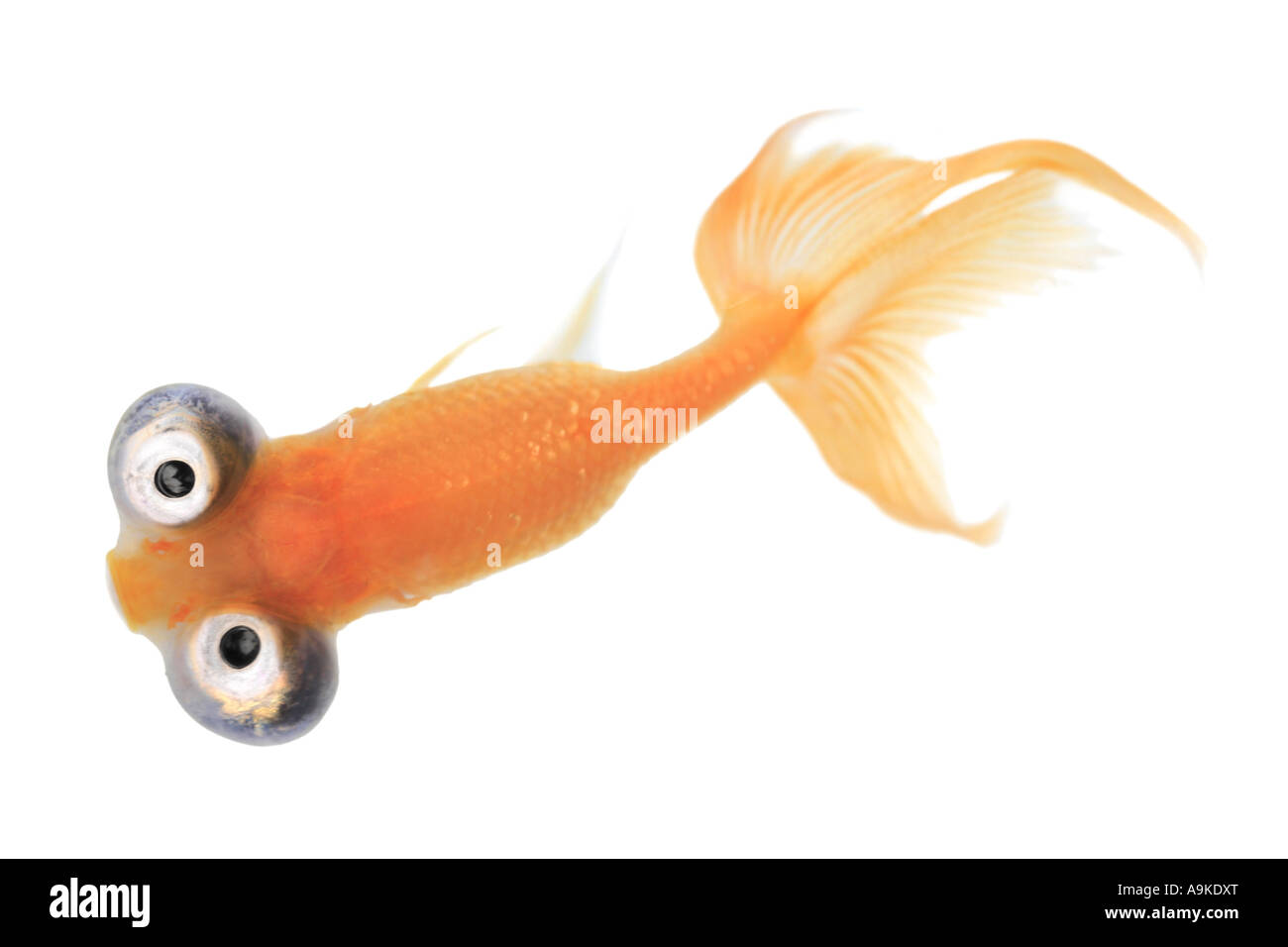Goldfish, carpa comune, occhio celeste goldfish, celesti, Chotegan (Carassius auratus) Foto Stock Goldfish, carpa comune, occhio celeste goldfish, celesti, Chotegan (Carassius auratus) Foto Stock