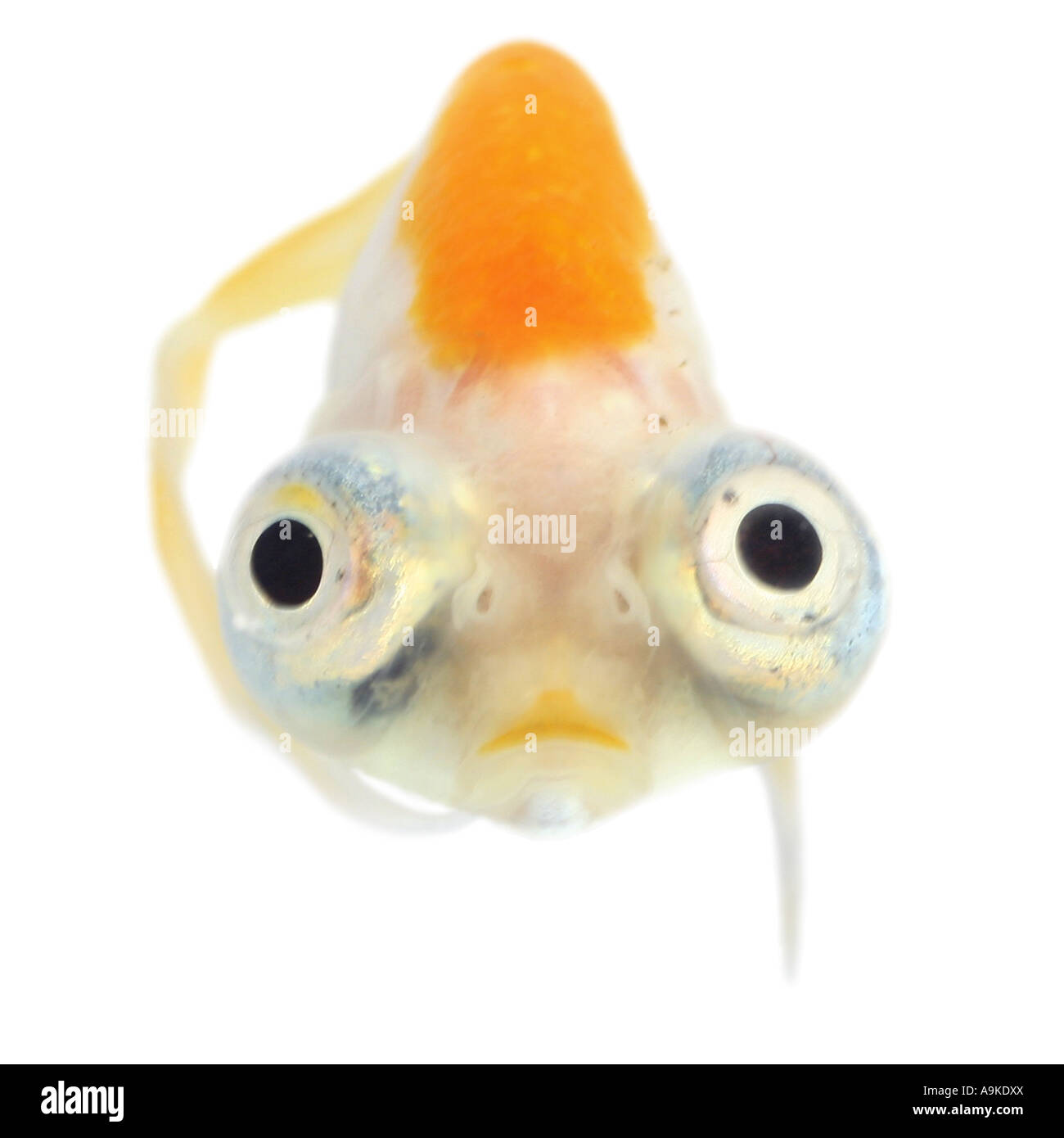 Goldfish, carpa comune, occhio celeste goldfish, celesti, Chotegan (Carassius auratus) Foto Stock Goldfish, carpa comune, occhio celeste goldfish, celesti, Chotegan (Carassius auratus) Foto Stock