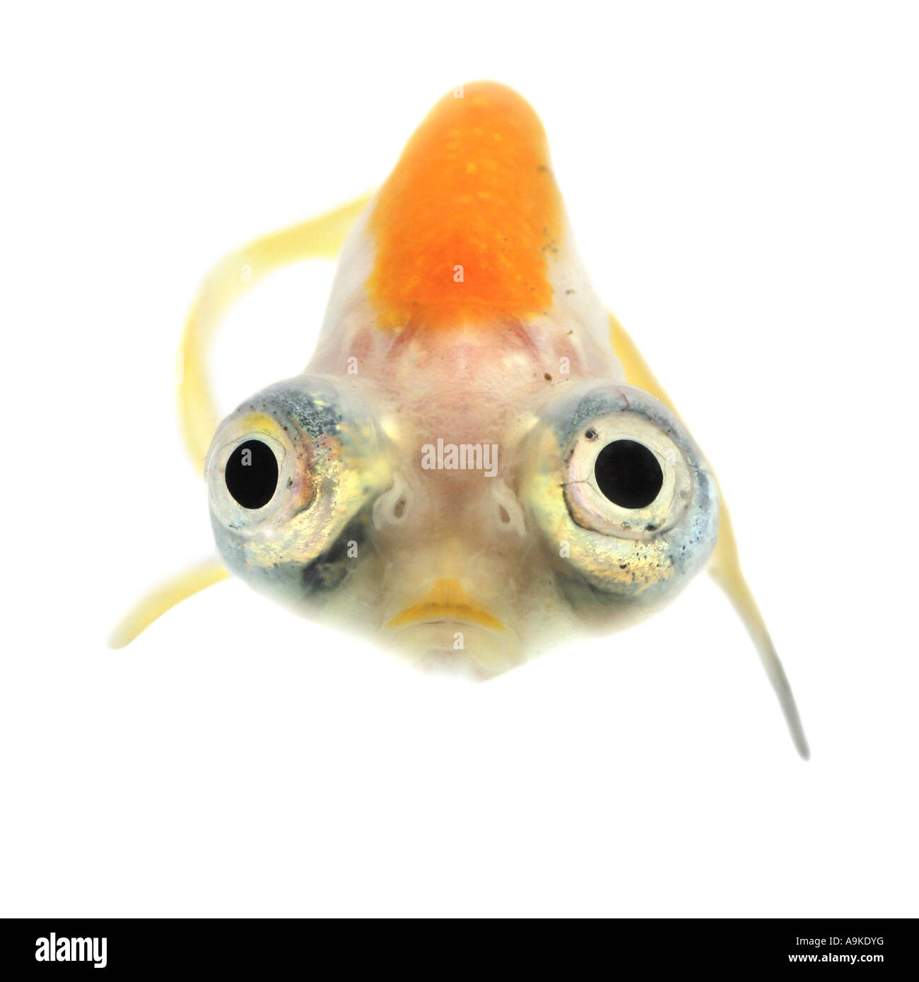 Goldfish, carpa comune, occhio celeste goldfish, celesti, Chotegan (Carassius auratus) Foto Stock Goldfish, carpa comune, occhio celeste goldfish, celesti, Chotegan (Carassius auratus) Foto Stock