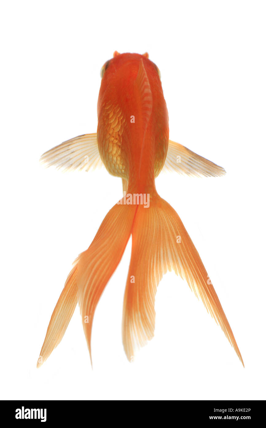 Goldfish, carpa comune, fiocco, Comet, coda forcuta (Carassius auratus) Foto Stock