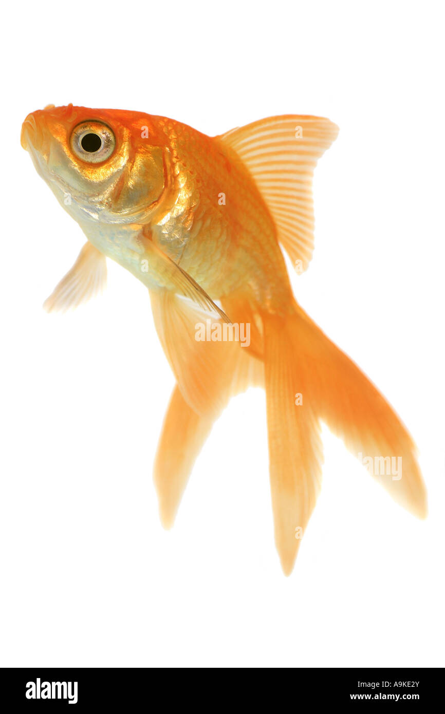 Goldfish, carpa comune, fiocco, Comet, coda forcuta (Carassius auratus) Foto Stock