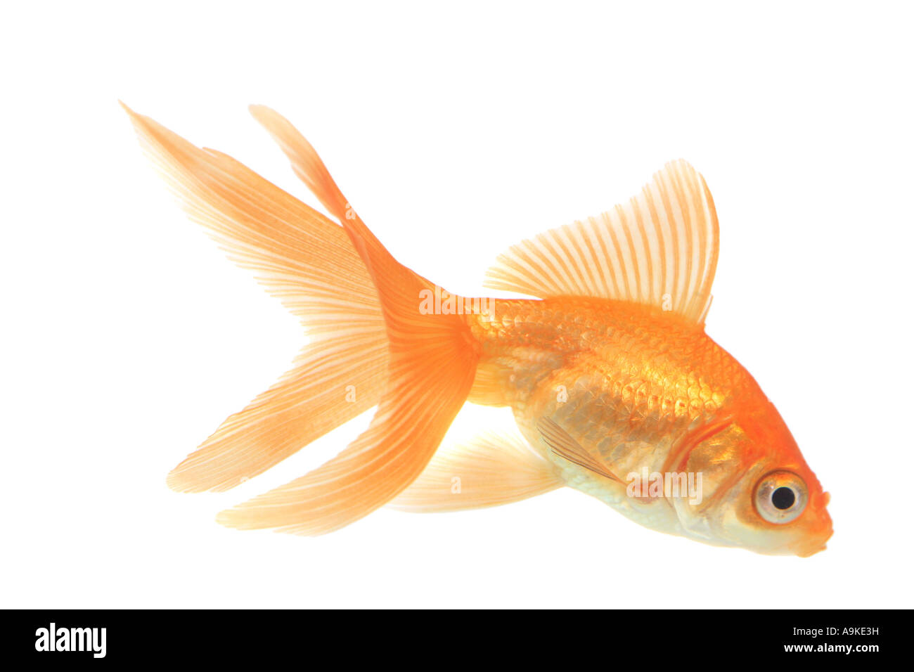 Goldfish, carpa comune, fiocco, Comet, coda forcuta (Carassius auratus) Foto Stock