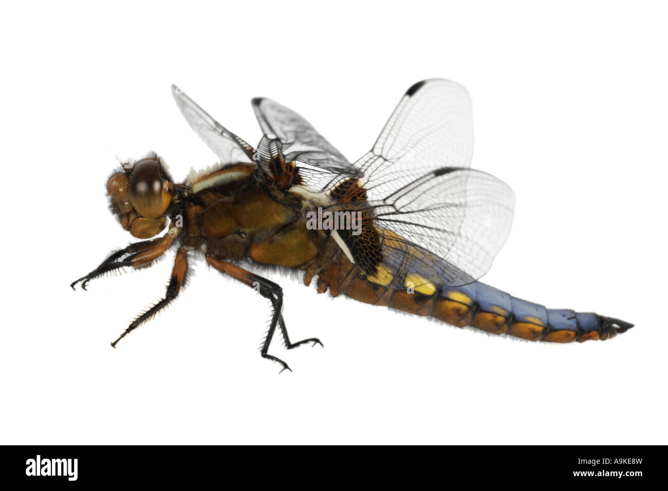 Ampia corposo libellula, ampia corposo chaser (Libellula depressa), Germania Foto Stock