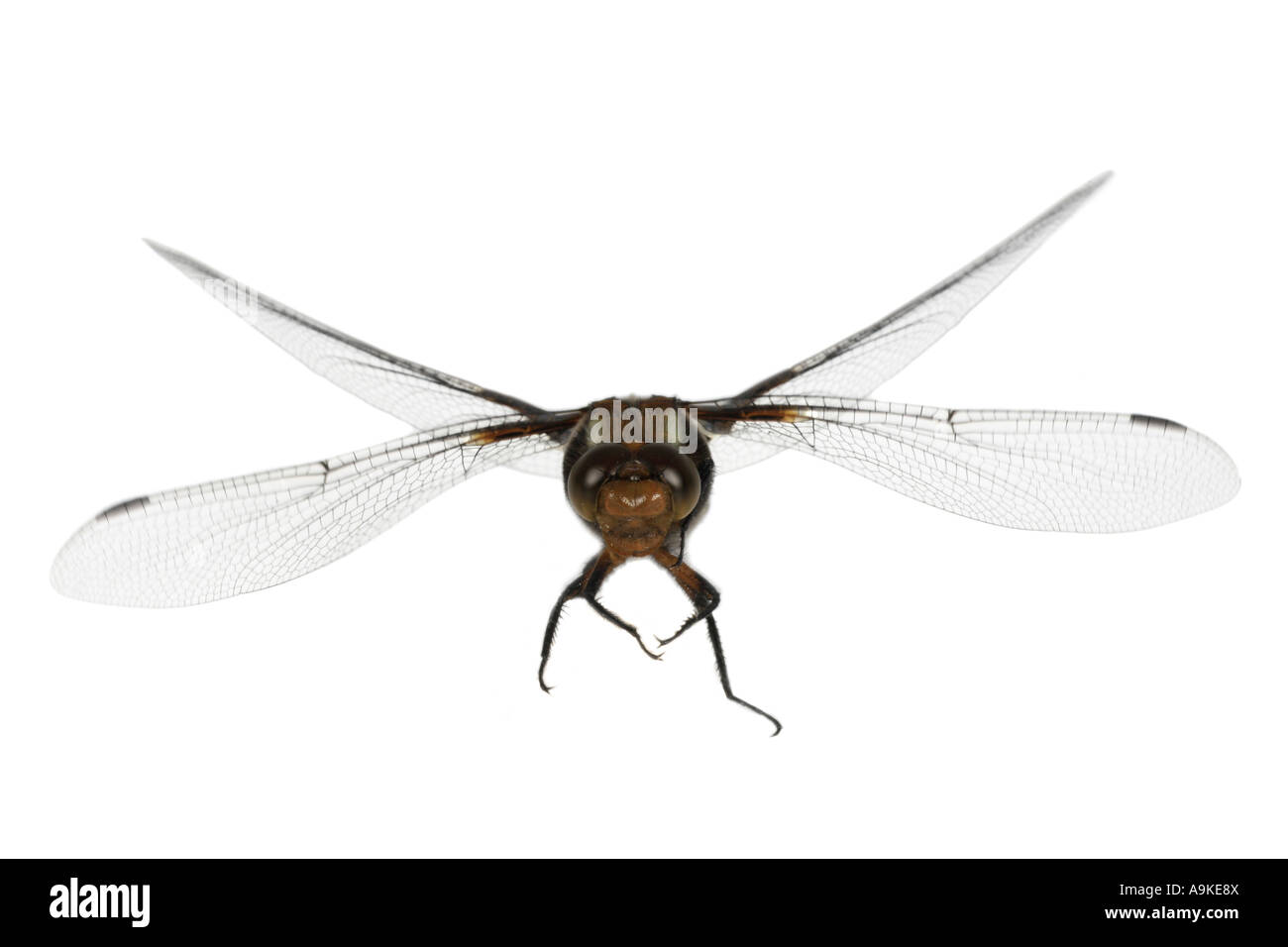 Ampia corposo libellula, ampia corposo chaser (Libellula depressa), Germania Foto Stock