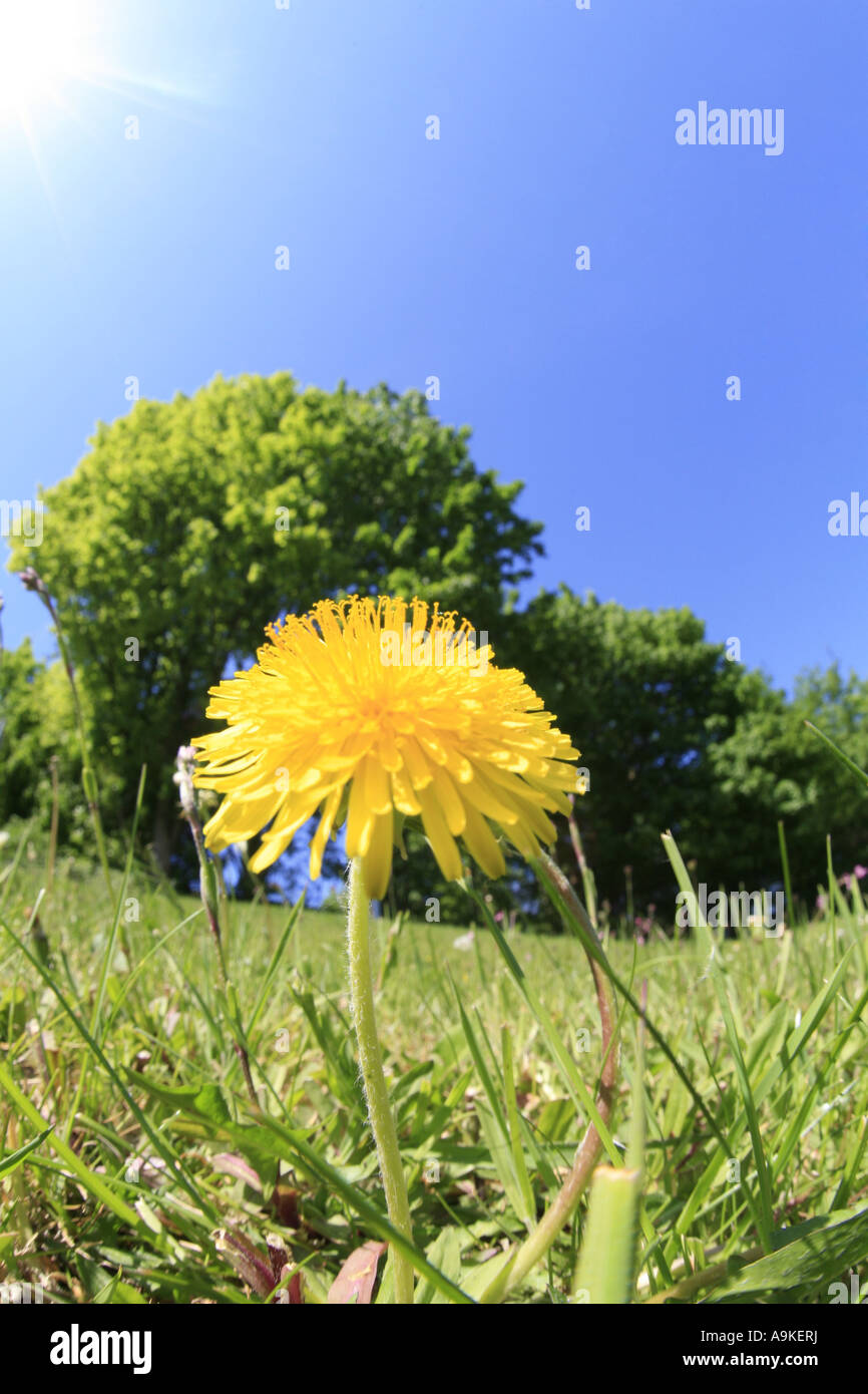 Comune di tarassaco (Taraxacum officinale) Foto Stock