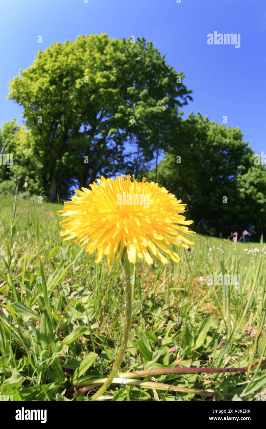 Comune di tarassaco (Taraxacum officinale) Foto Stock